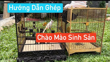 Hướng Dẫn Cách Ghép Chào Mào Sinh Sản Tỉ Lệ 100% Thành Công !!!