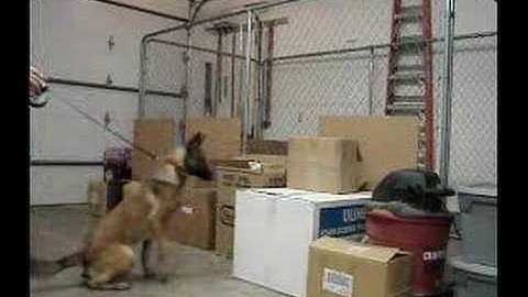Detection Dog Training "Passive Alert"   Part 1 of 3