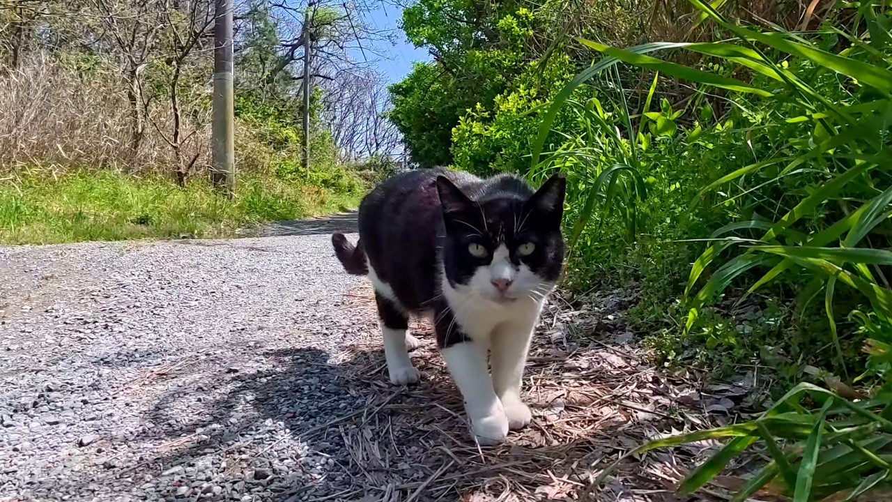 An adorable tuxedo cat I met on a seaside pine path… pure healing