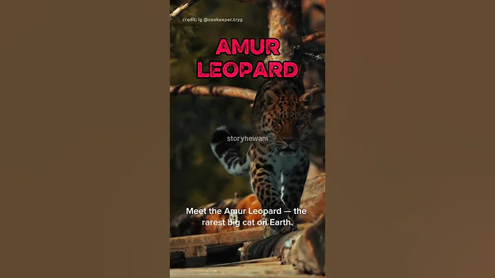 Video 10185601: leopard meets, forest walk, big cat