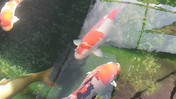 Testing video with circular polarizer