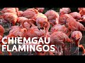 Flamingos &amp; Eurasian Curlews: The Rare Wildlife Of The Bavarian Alps