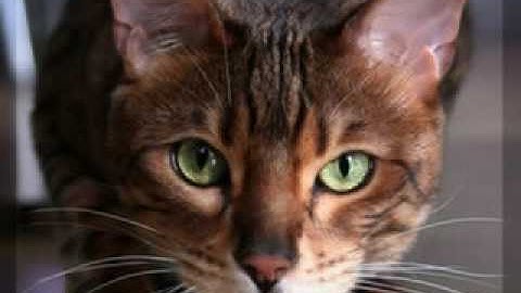 Heatherpaw to Lionpaw