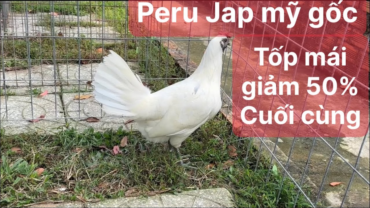 Trại gà nam phát kg, tốp mái Peru Jap mỹ gốc ngày 30 tháng 1, 2026 033.5555.339