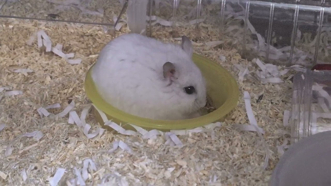 만두~♡  사랑스러운 뒷태  #햄스터먹방 #햄스터일상 #hamster 