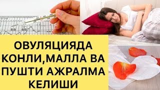 ОВУЛЯЦИЯДА КОН КЕЛИШИ ВА БОШКА МАЪЛУМОТЛАР