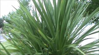wild edible and medicinal yucca