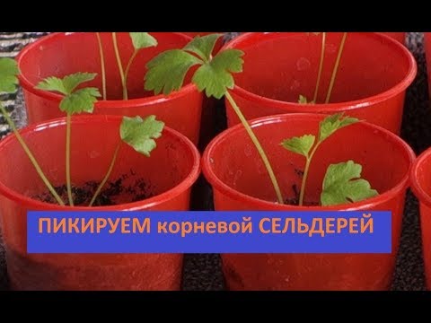 Пикировка сельдерея корневого. Пикировка сельдерея черешкового. Пикировка сельдерея черешкового на рассаду. Пикировать сельдерей корневой.