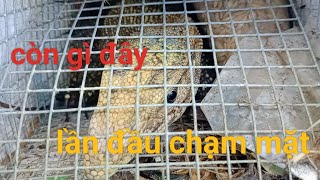 bẫy rắn dính phải cá sấu trên bờ mà ko ngờ lại trúng mánh/snake trap in Vietnam