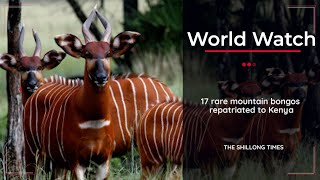 17 rare mountain bongos repatriated to Kenya