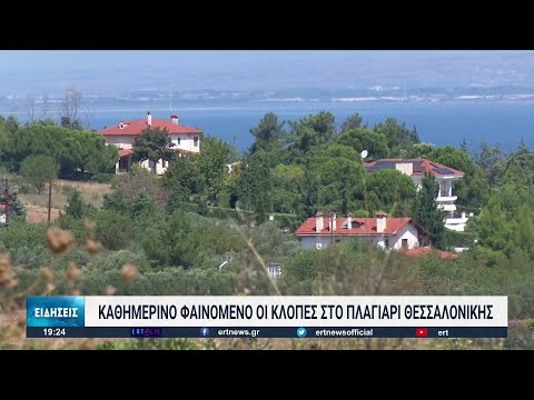 Πλαγιάρι Θεσσαλονίκης: Καθημερινό φαινόμενο οι κλοπές στην περιοχή | 08/08/2022 | ΕΡΤ