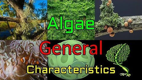 Algae : Main Characteristics of Algae || General Characteristics of Algae | Importance of Algae.