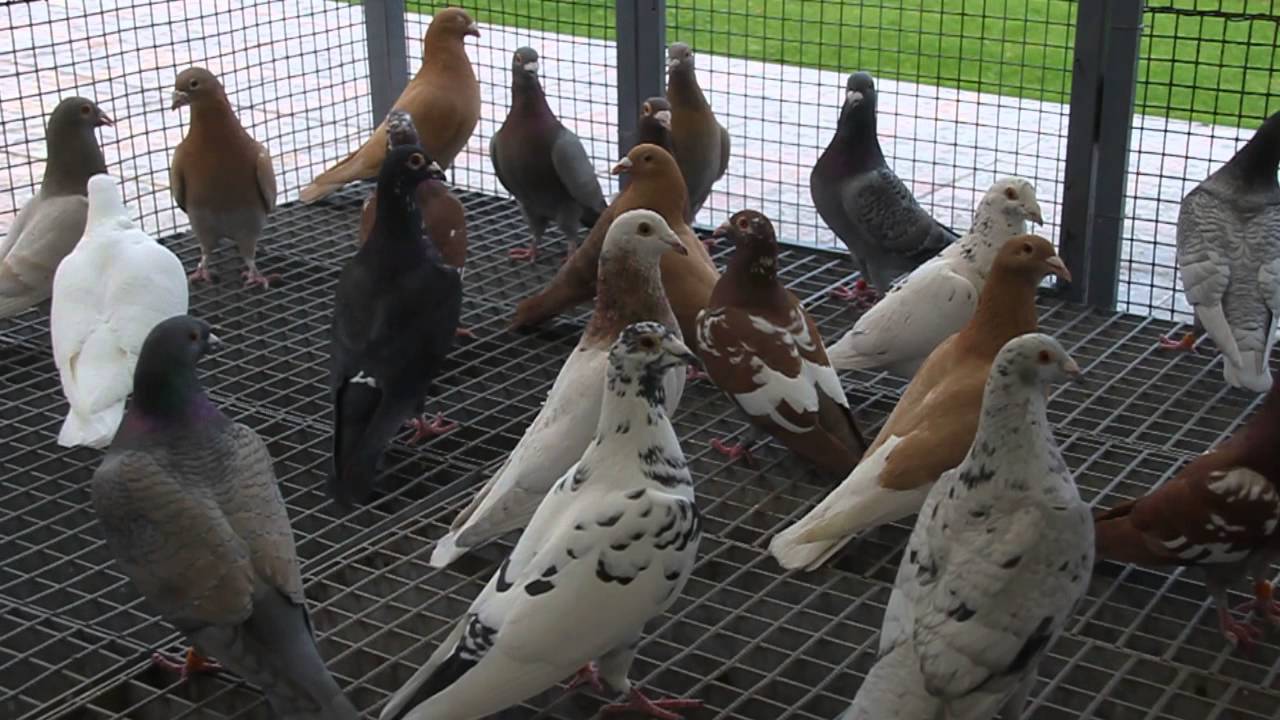 Mis Palomas Mensajeras de Color (Móvil y wasap 680.34.65.65)