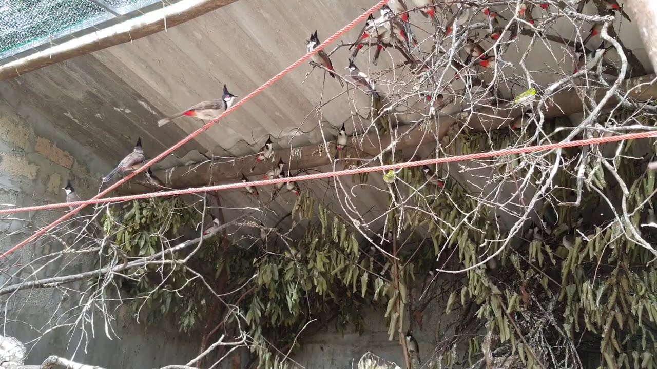 nắng ấm lên đàn chim chào mào thi nhau hót