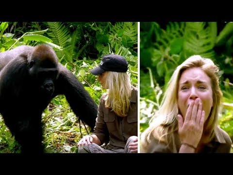 Thumbnail for He Raised Gorilla, 6 Years Later, It Meets His Wife – Despite Warnings She Walks Too Close