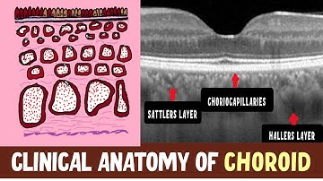 Anatomy Of Choroid  | Haller