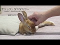 猛速スピード違反なウサギ(高速!! ちはや) (チャップ・ダンダンウー) Speed violation rabbit