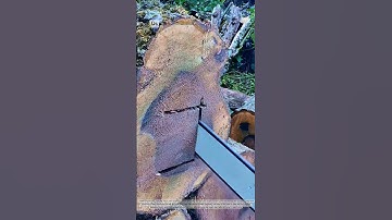 Saw a hollow log to feed the bees