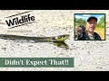 Didn't expect that!!  || GRASS SNAKE SWIMMING || UK WILDLIFE and NATURE photography || Summer Leys