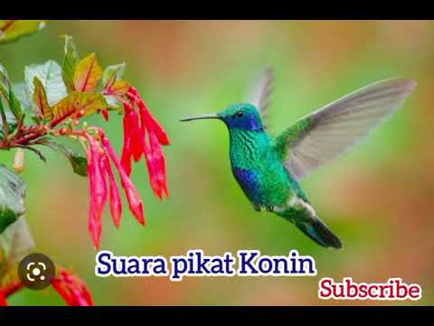 Suara Pikat burung kolibri ninja suara super jernih, dijamin ampuh 100% anti jonkkk