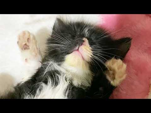 家に来て2時間後の保護子猫