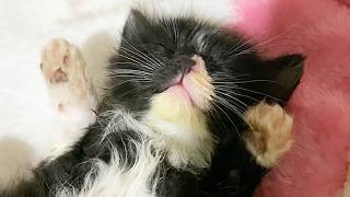 家に来て2時間後の保護子猫