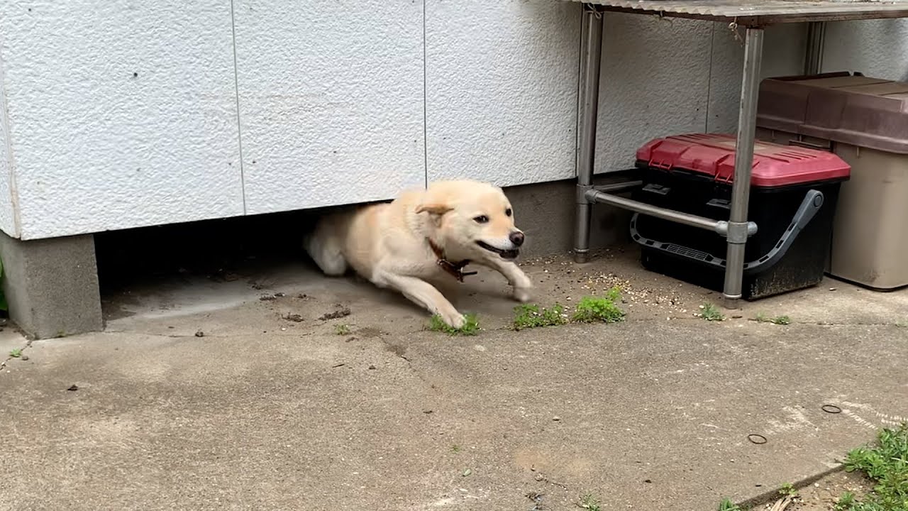 大興奮して縁の下に潜る白い犬と夜にご飯食べてゴロゴロ鳴らす猫 Youtube