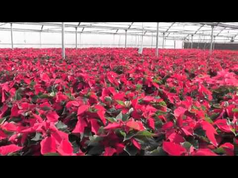 Smiths Gardentown Youtube