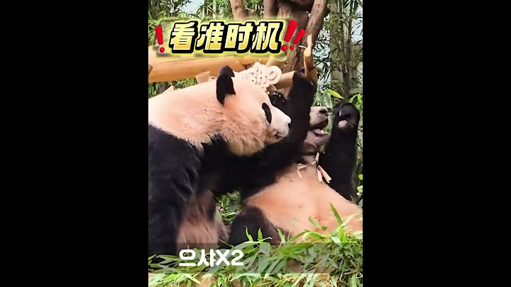 爱宝每天与两小只在食物上斗智斗勇！#大熊猫 #睿宝辉宝 #大熊猫爱宝 潘达团子