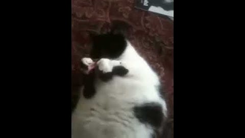Fattest cat alive! Lula playing with cat nip showing her large belly