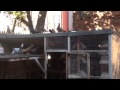 Pigeons flying and my pigeon coop