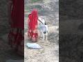 This Donkey Will Make You Laugh | Desi VillageDonkey#donkeykong #funnydonkey #funnyanimalvideos