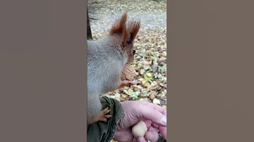 Орехи для белок / Nuts for squirrels