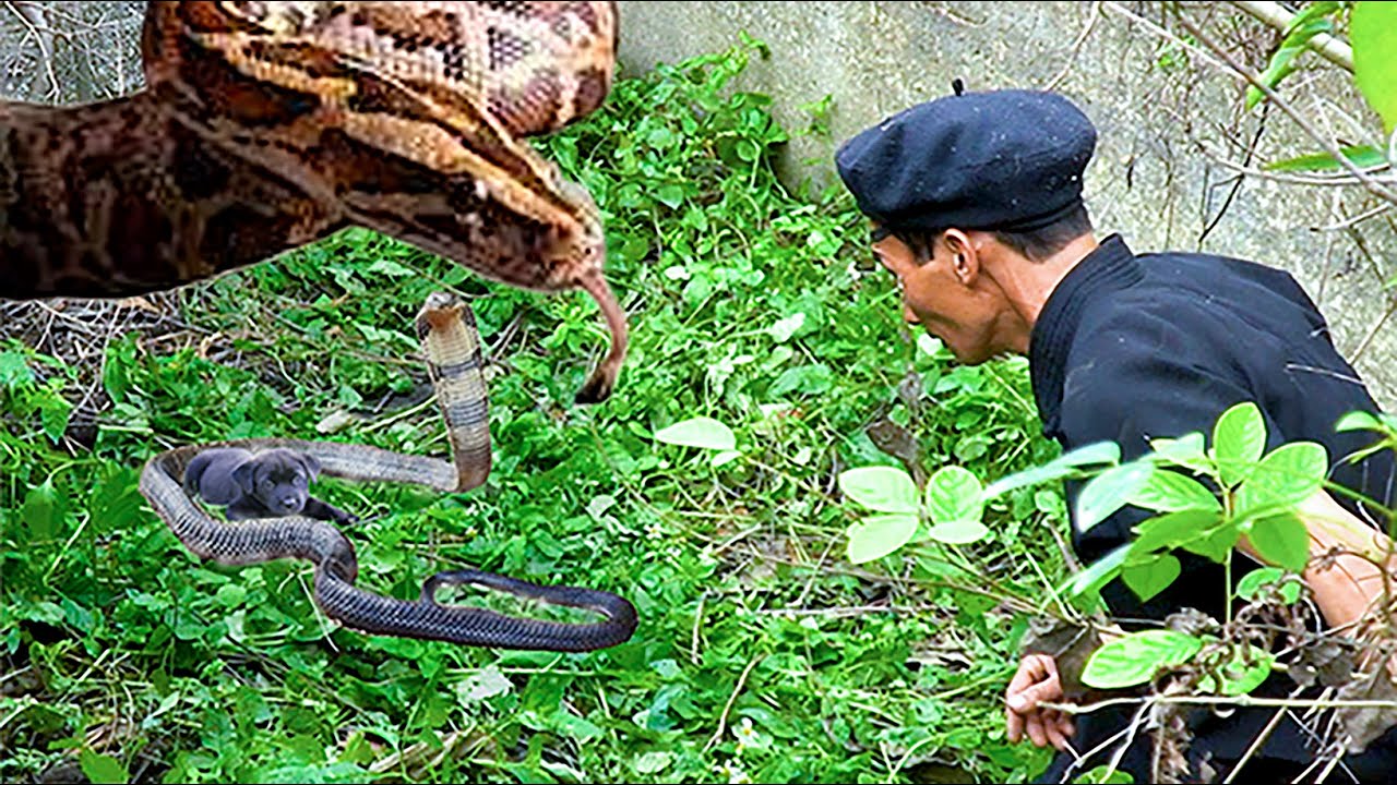 FULL: Attack by Giant Python in the forest - Rescue Dog, Catch Snails, Eat Coconut Worm & Hunt Birds