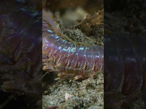 Creepy Underwater Worm #underwater #worms