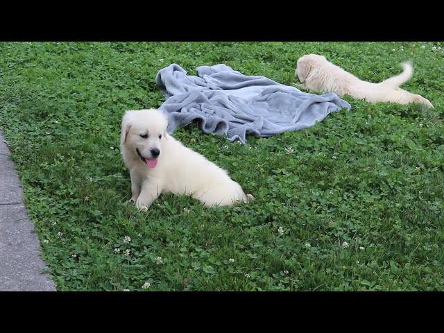 Pretty video thumbnail