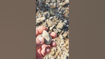 Hill Country Sea Fossil #shorts #youtubeshorts #youtube #fossils #fossil #prehistoric