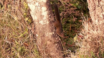 young squirrel jumping on the trees super slow motion