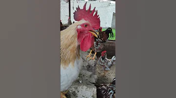 Hen Sound Please Wait In The End Shorts Hens Rooster Subscribe 