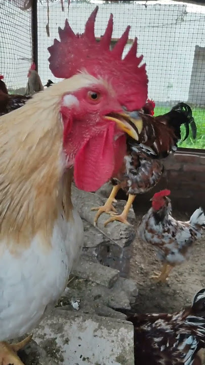 Hen sound 😍😍👍👍👍👍👍👍🐔🐓🐓🐓🐔🐓🐔 please wait in the end #shorts #hens #rooster  #subscribe ⬇️