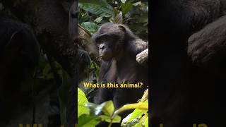 What is this animal? Chimpanzee?【Shorts #14】#bonobo #africa #conservation #sdgs #congo #chimpanzee