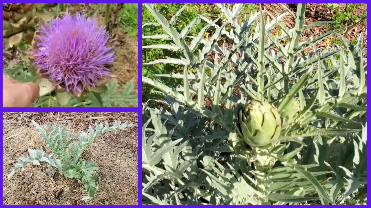 Artichoke Growing zone 7b YouTube