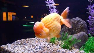 金魚寶殿@20090802