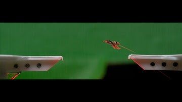 Watch this jumping spider spin silk as it leaps