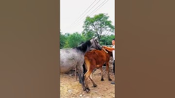 Be who you want to be strong enough #shorts #horse #meeting #viral #video #short