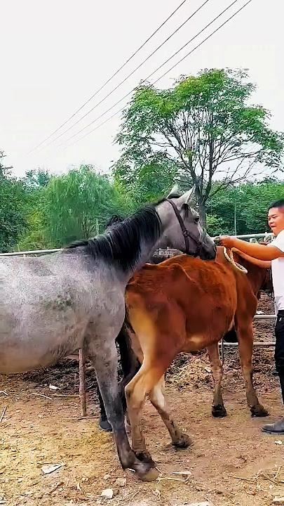Be who you want to be strong enough #shorts #horse #meeting #viral #video #short