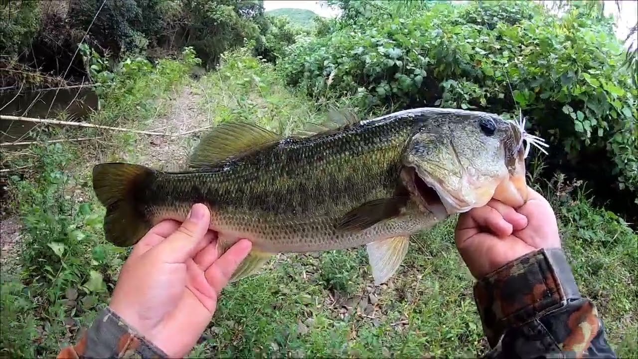 【常吉】半分反則【バス釣り】