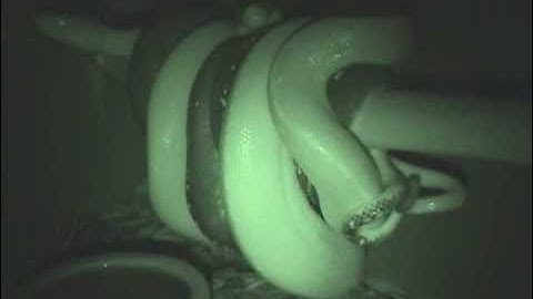 Albino tree python breeding behavior - Albinochondro.com