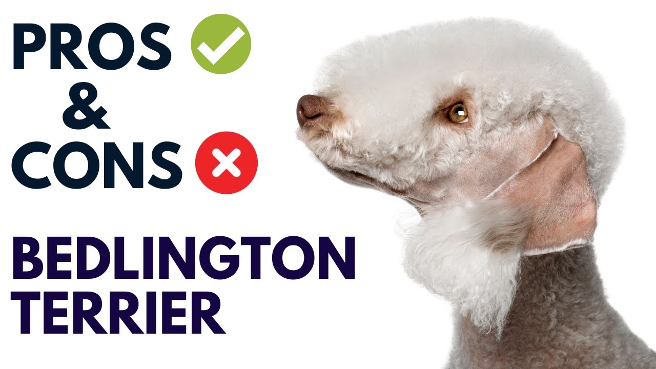 Бедлингтон-терьер: плюсы и минусы | Преимущества и недостатки бедлингтон-терьера