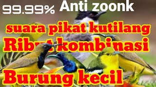 kutilang ribut kombinasi burung kecil